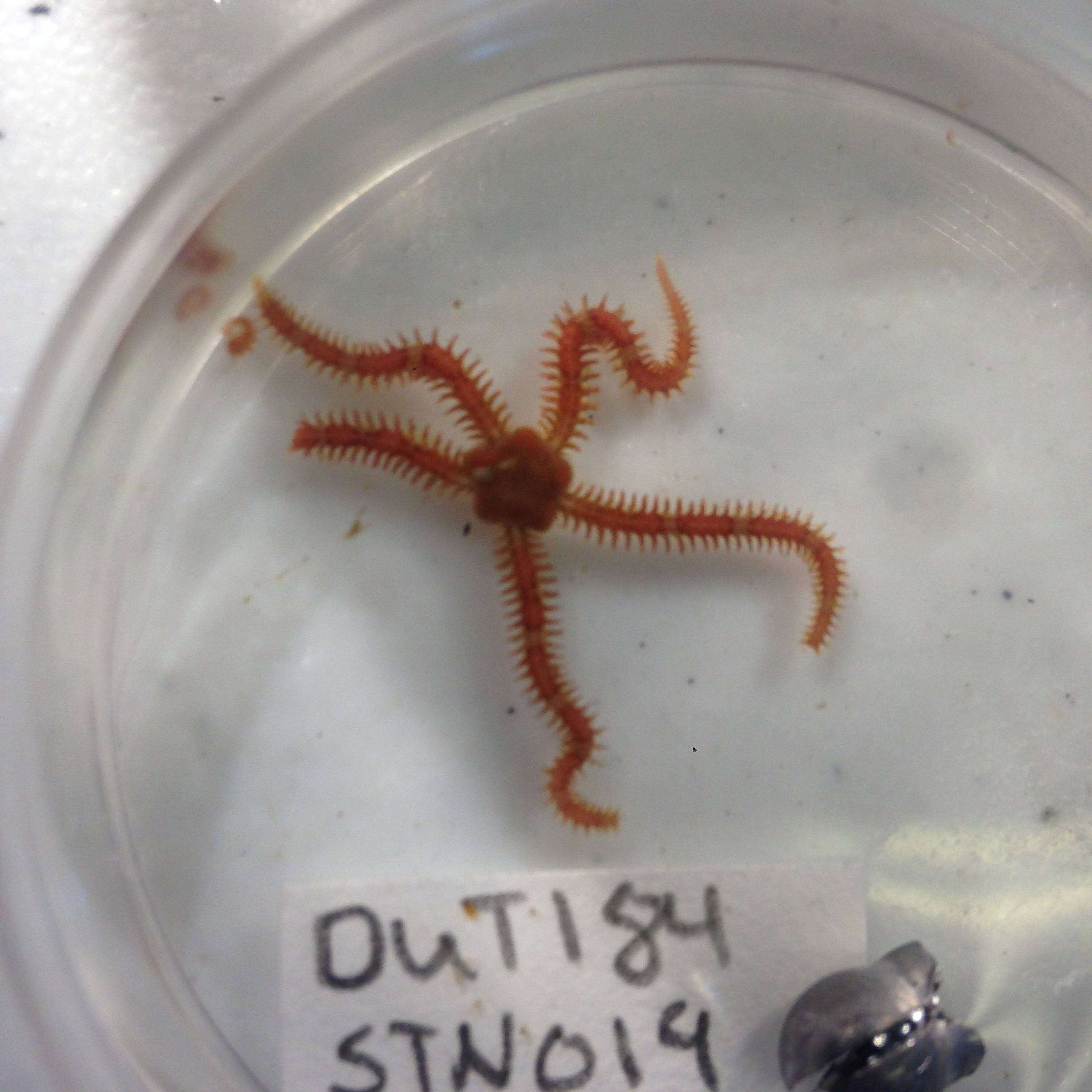 Image of Daisy brittle star