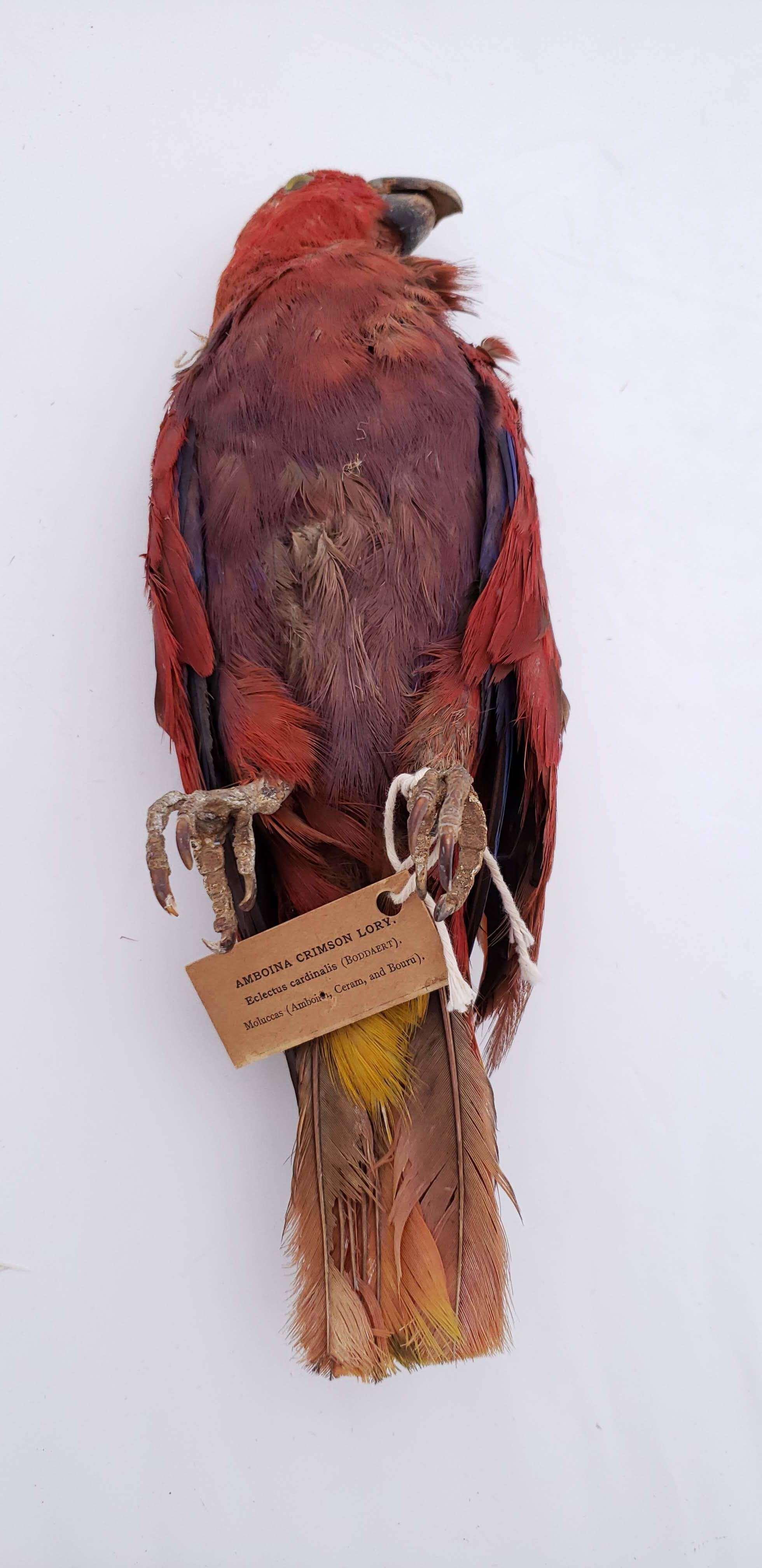 Image of Eclectus roratus vosmaeri (Rothschild 1922)