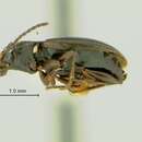 Sivun Bembidion (Trepanedoris) acutifrons Le Conte 1879 kuva