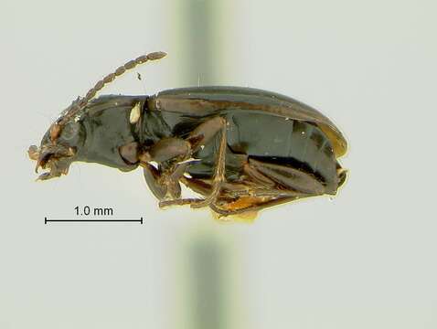 Image of Bembidion (Trepanedoris) acutifrons Le Conte 1879