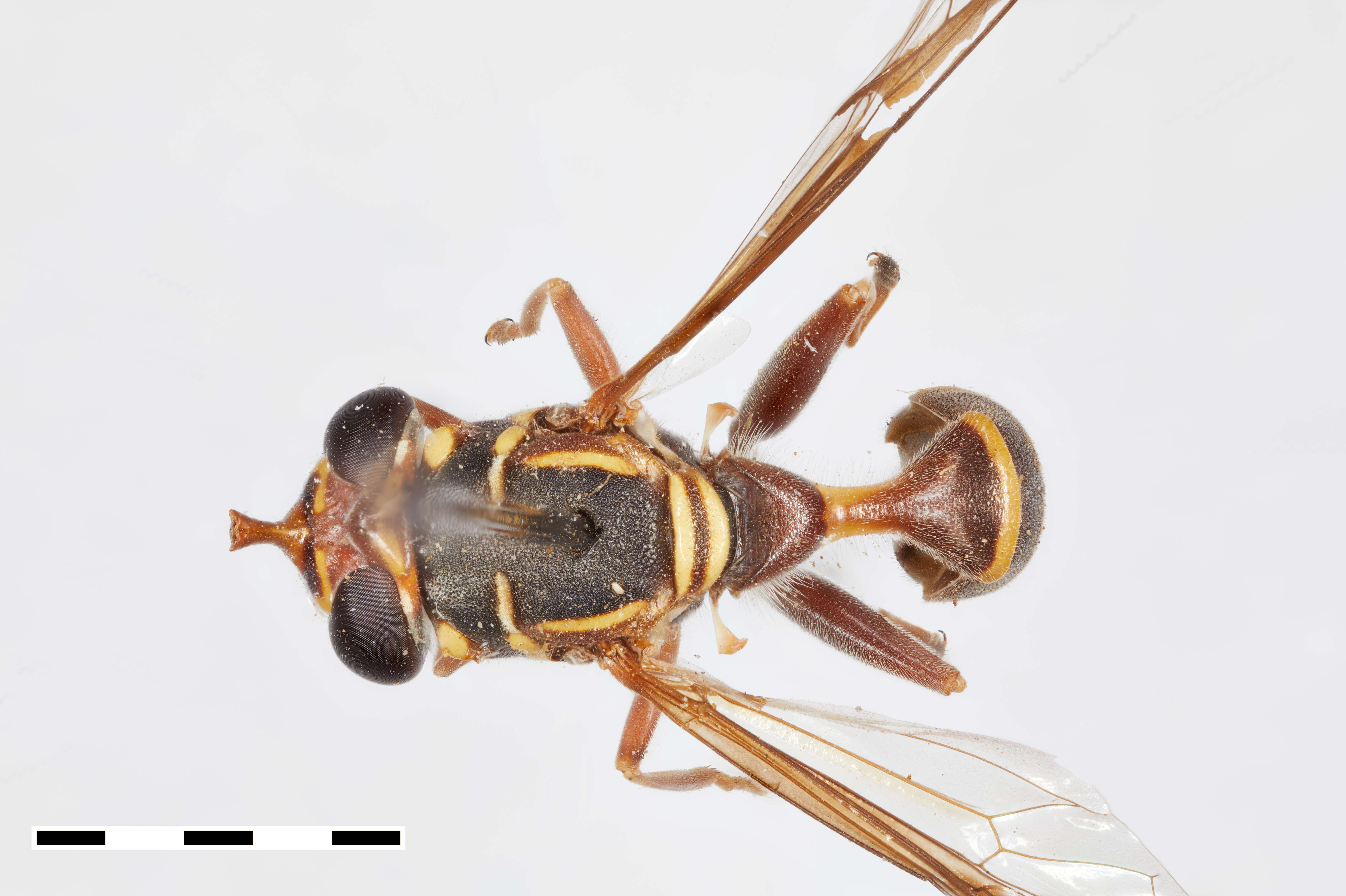 Polybiomyia engelhardti resmi