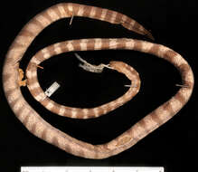 Hydrophis torquatus diadema Günther 1864的圖片