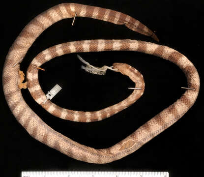 صورة Hydrophis torquatus Günther 1864