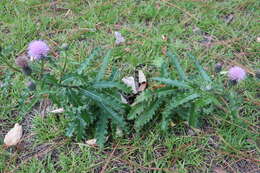 Imagem de Cirsium repandum Michx.