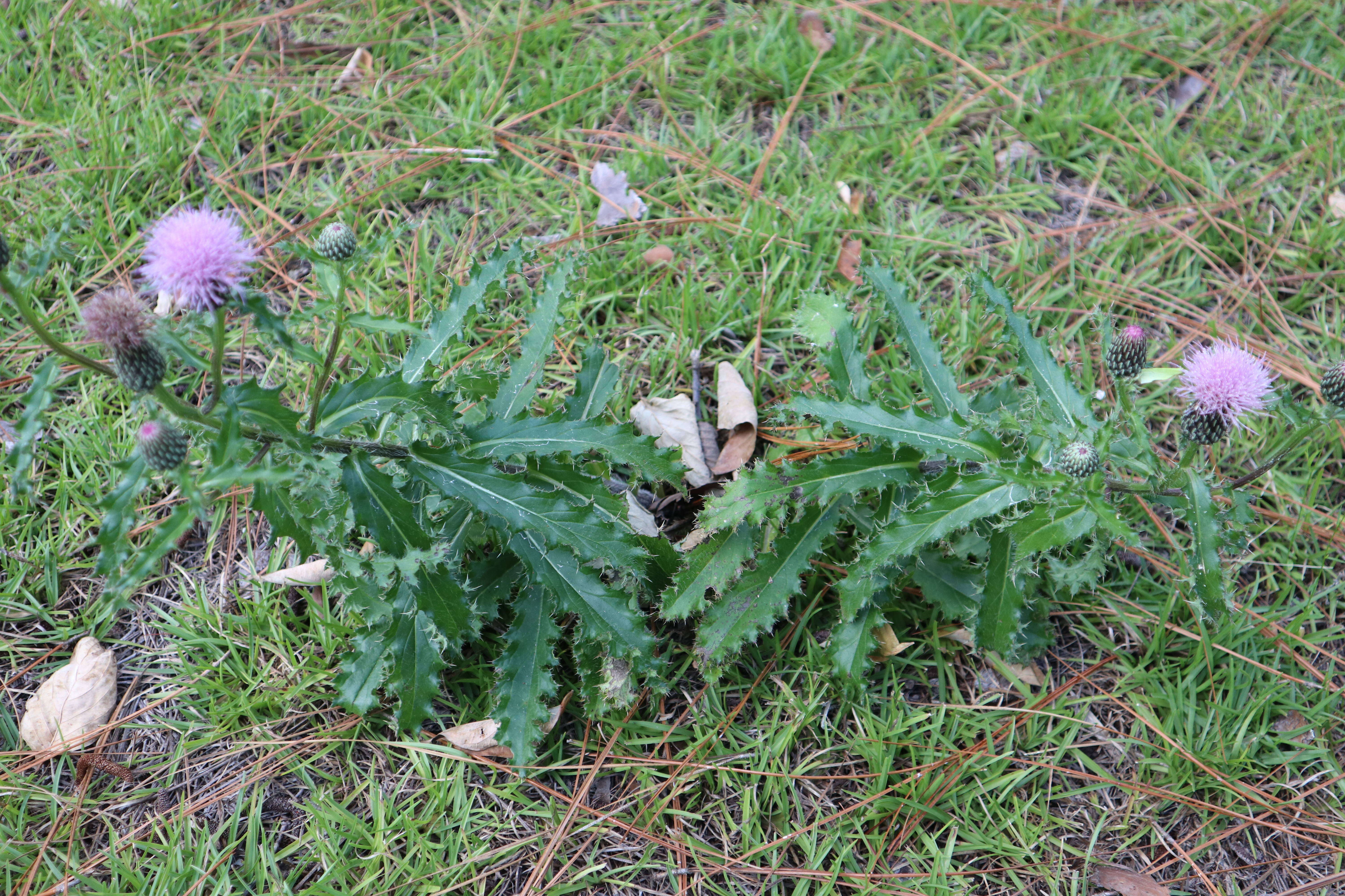 Image of sandhill thistle