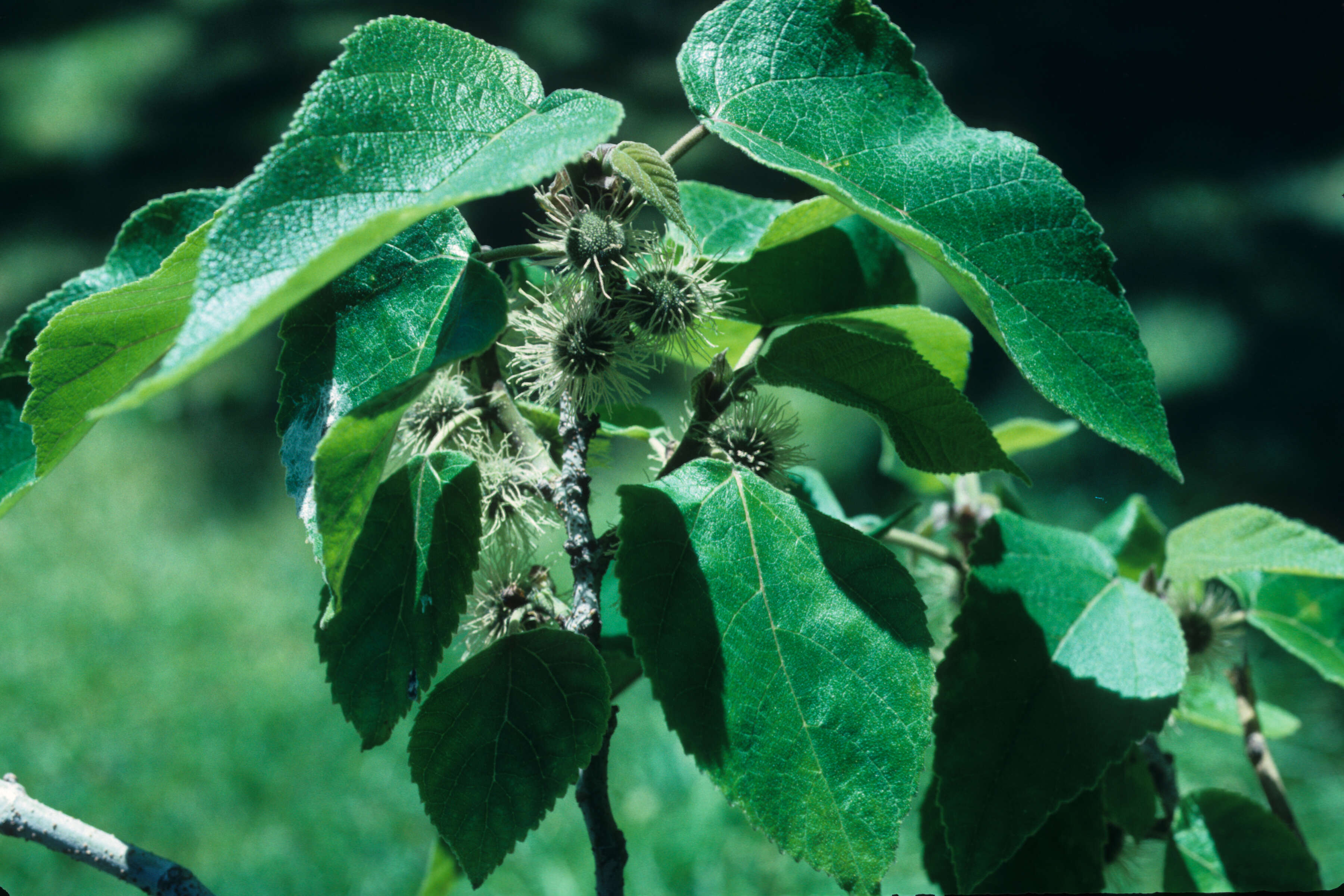 Imagem de Moraceae