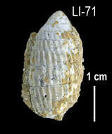 Image of <i>Cerion caerulescens</i>