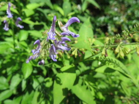 Image of red sage