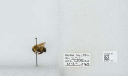 Image of Rusty patched bumble bee