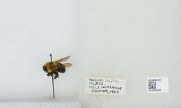 صورة Bombus bimaculatus Cresson 1864