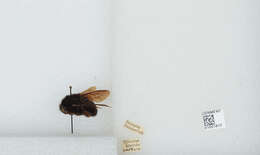 Image of Bombus atripes Smith 1852