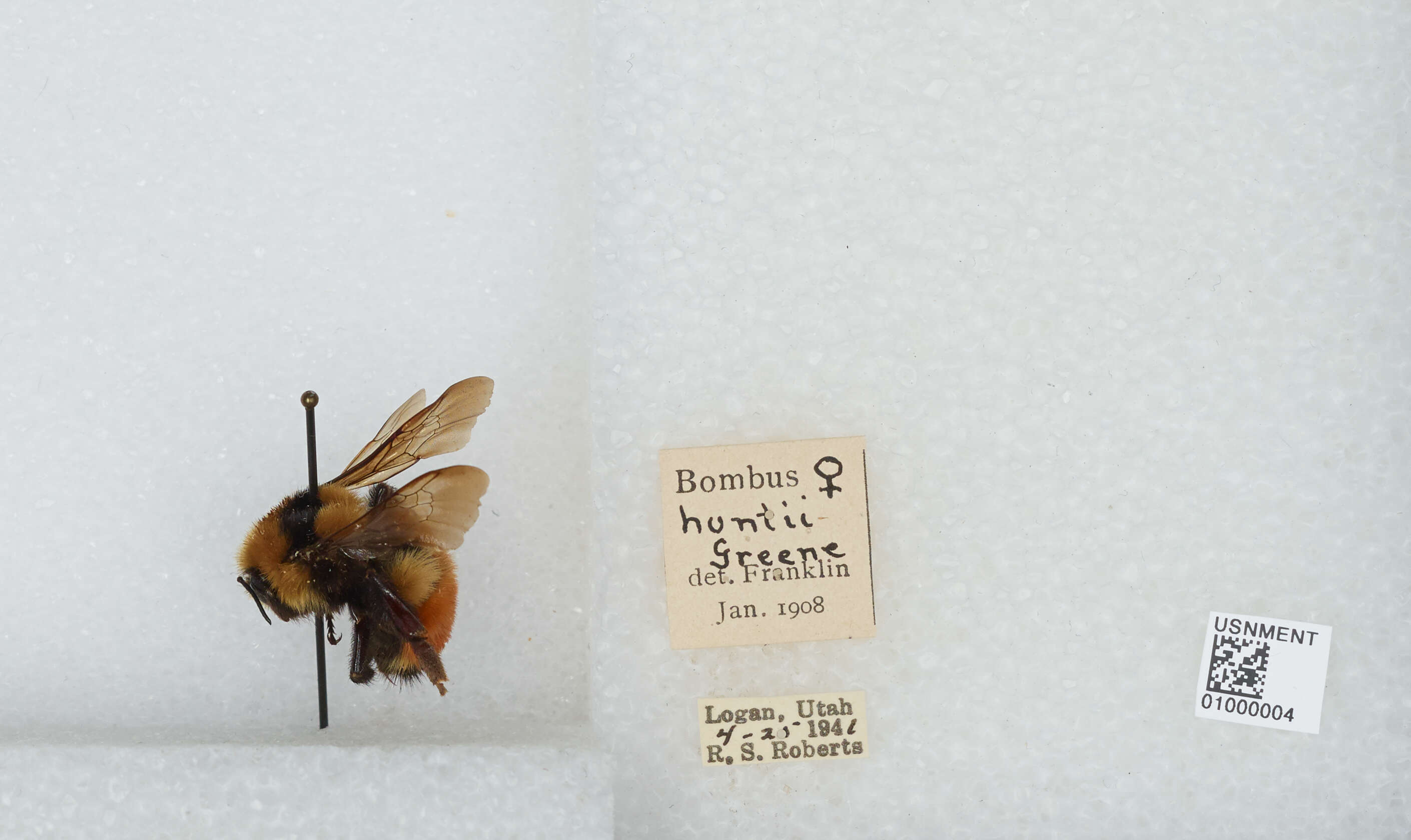 Слика од Bombus huntii Greene 1860