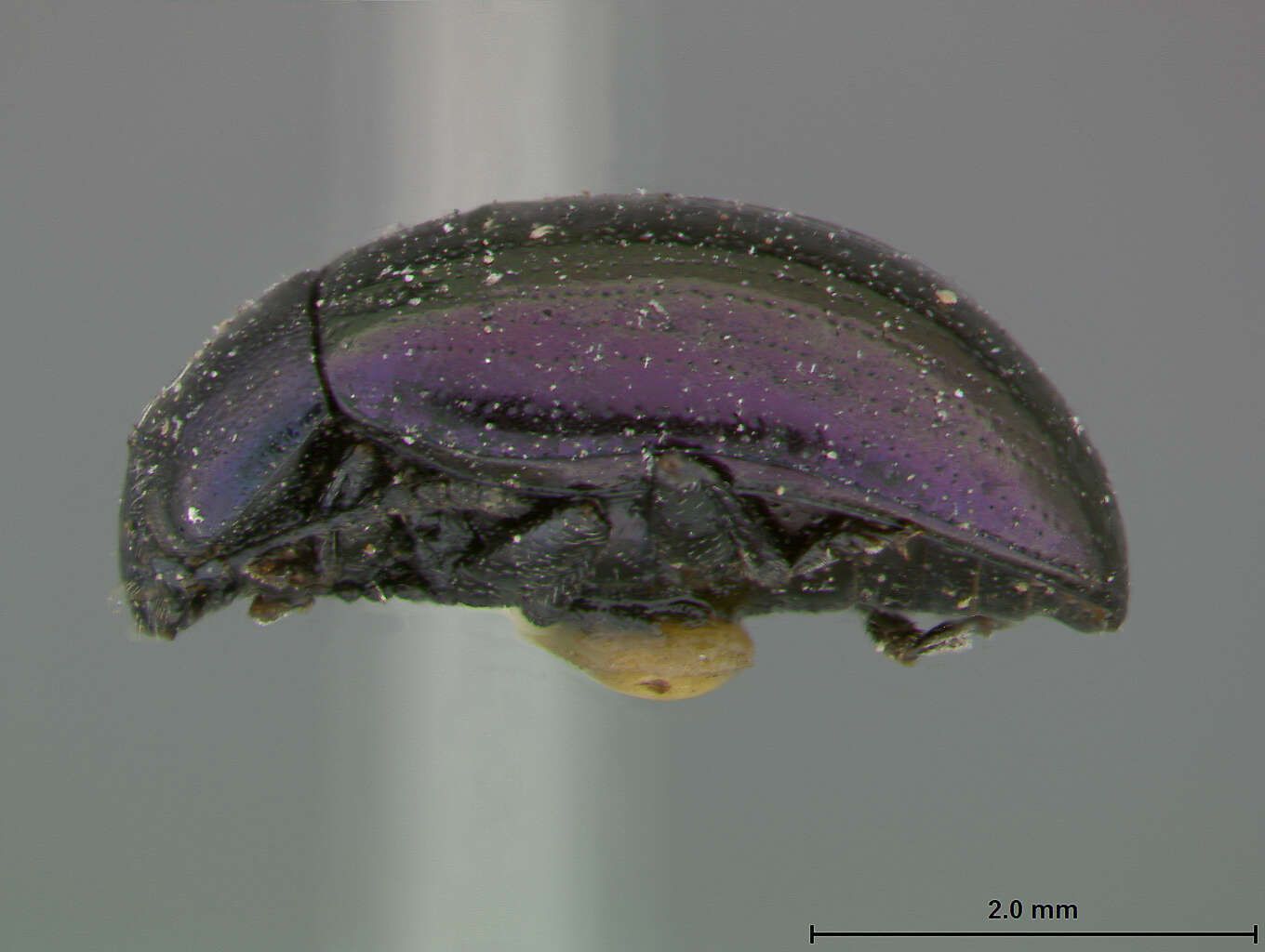 Image of Plagiodera Chevrolat 1836