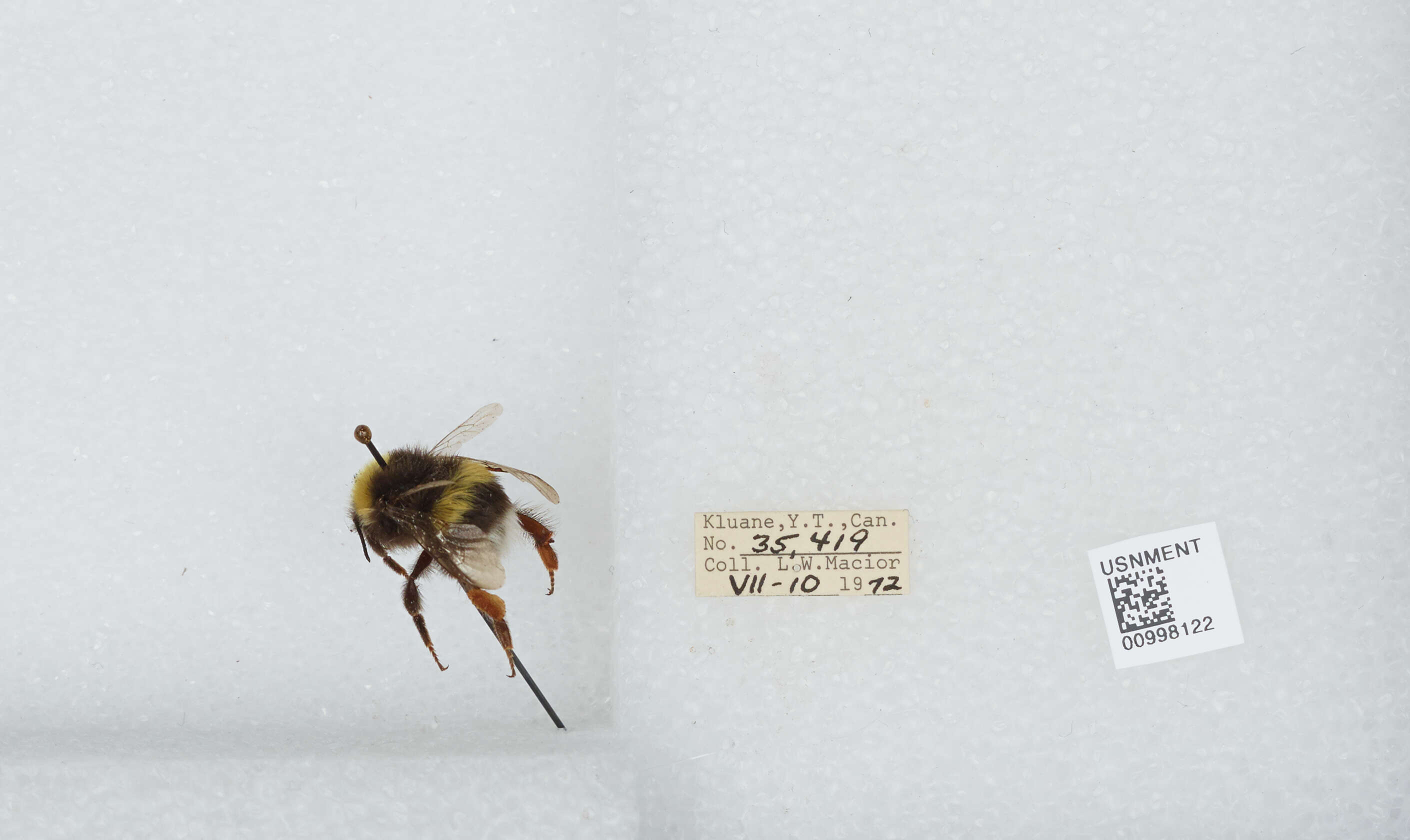 Image of White-tailed bumblebee