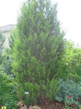 Слика од Juniperus virginiana var. silicicola (Small) E. Murray