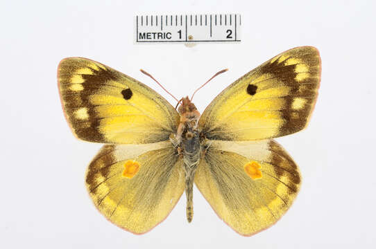 Plancia ëd Colias myrmidone (Esper 1781)