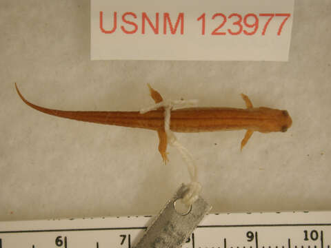 Image of Seepage Salamander