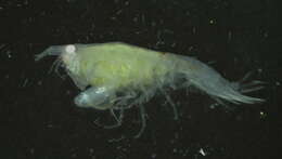 Image of Amphipoda