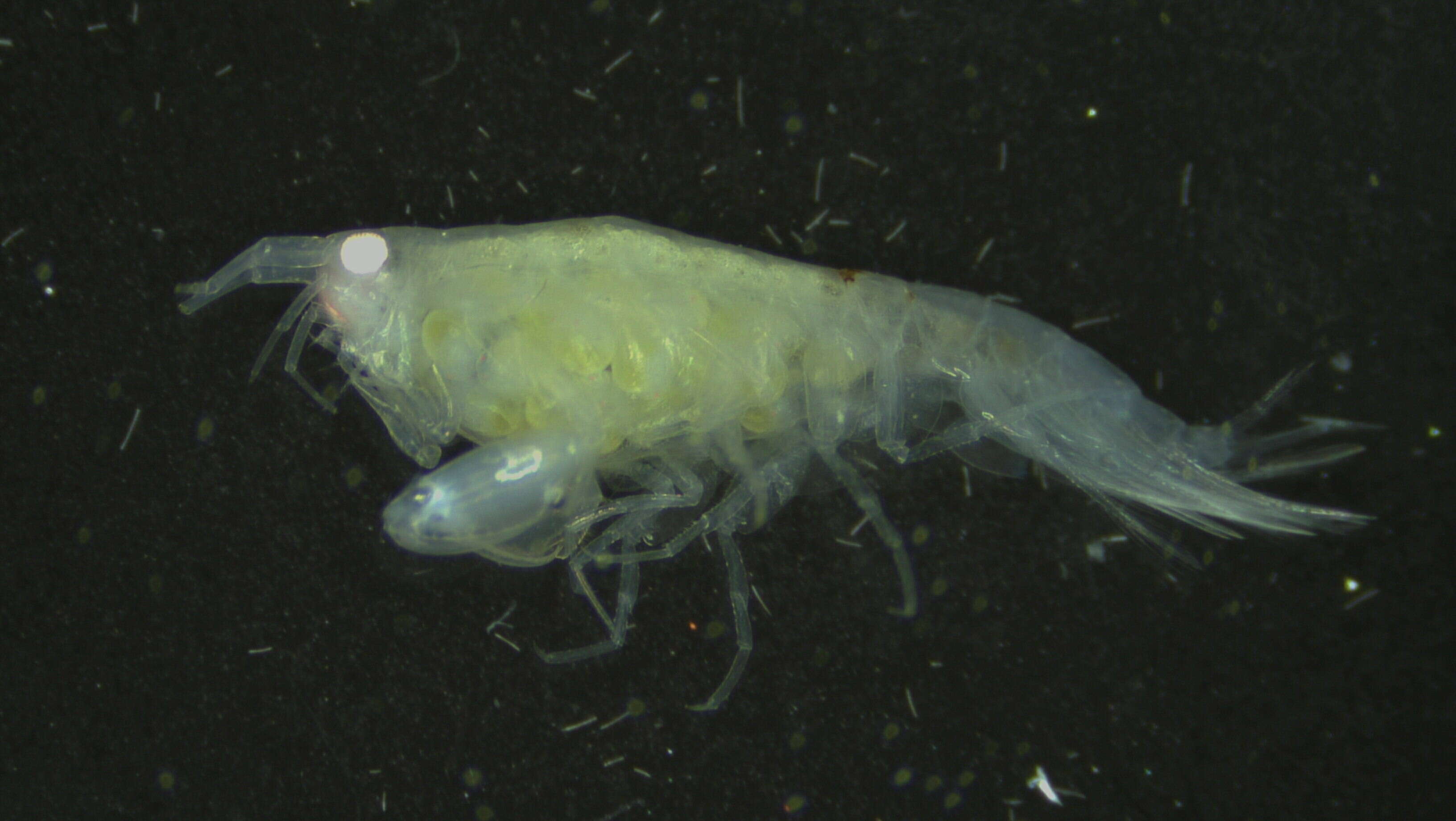 Image of Amphipoda