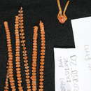 Image of Paracalyptrophora hawaiiensis Cairns 2009