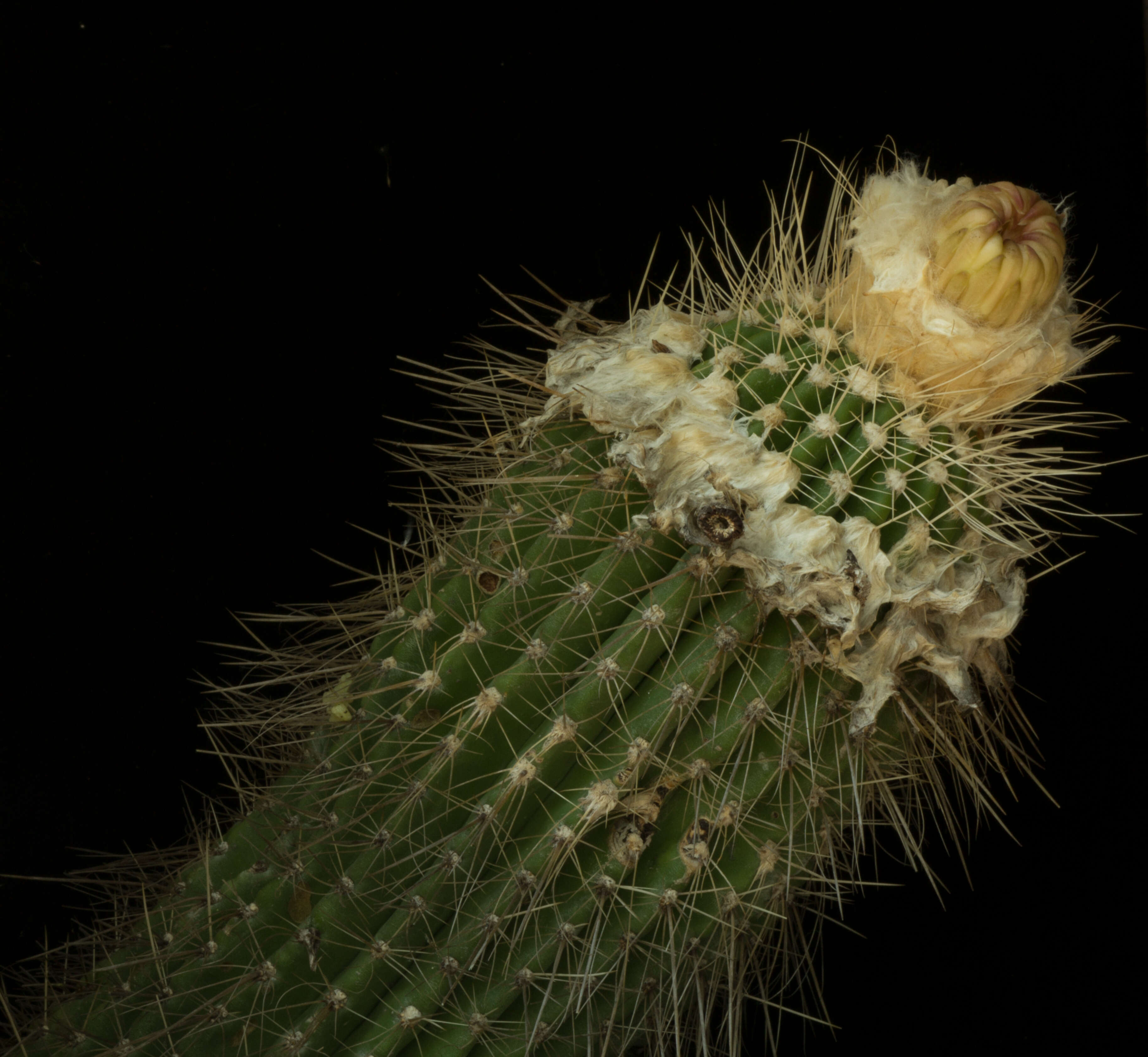 Image de Cephalocereus apicicephalium E. Y. Dawson