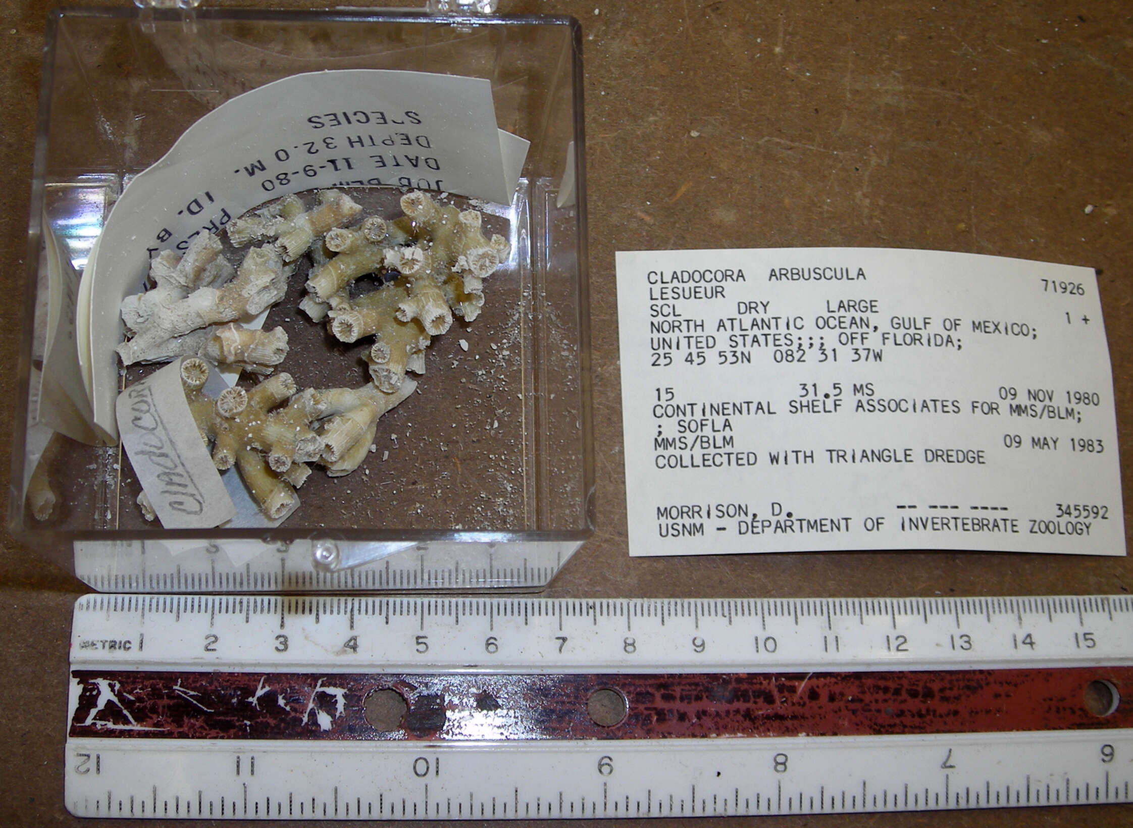 Image of <i>Cladocora arbuscula</i>