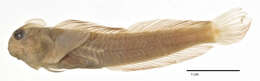 Imagem de Praealticus poptae (Fowler 1925)