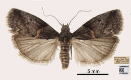 Image of Hickory Shoot Borer Moth