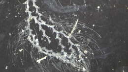 Image of Hydrozoa