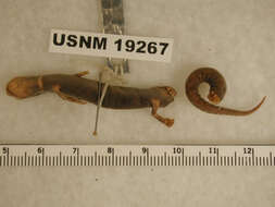 Image of Leprous False Brook Salamander