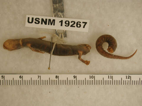 Image of Leprous False Brook Salamander