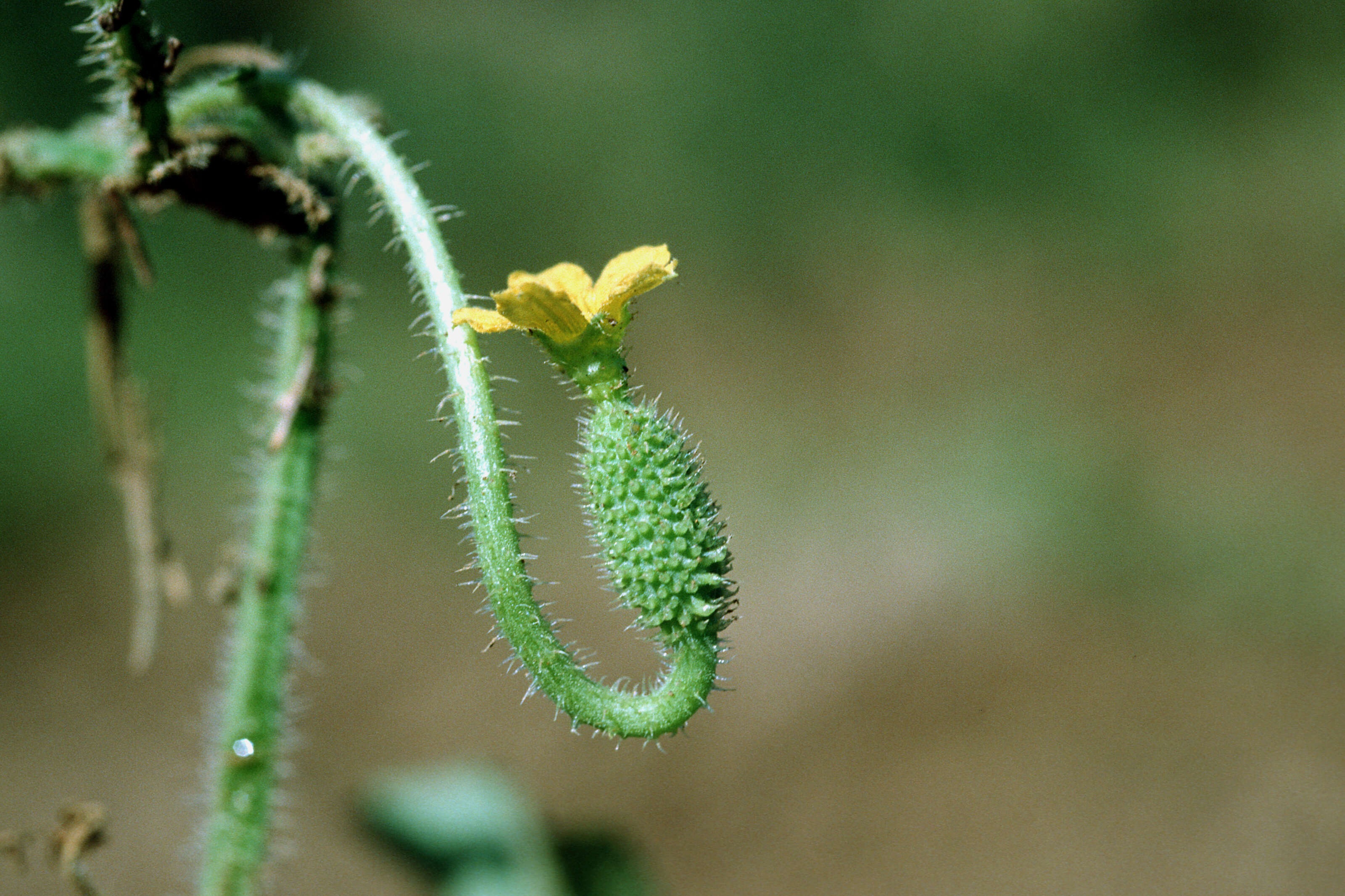 Imagem de Cucumis anguria L.