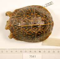 Image of Ornate Box Turtle