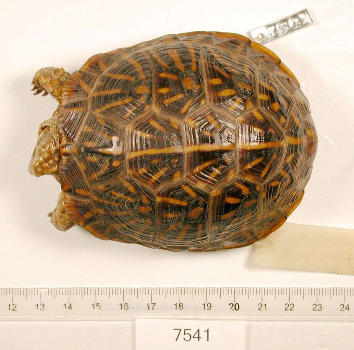 Image of Ornate Box Turtle