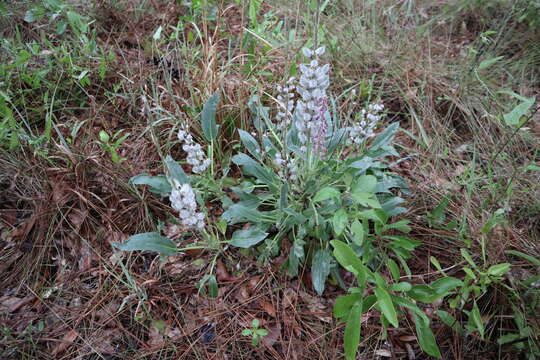 Image of lady lupine