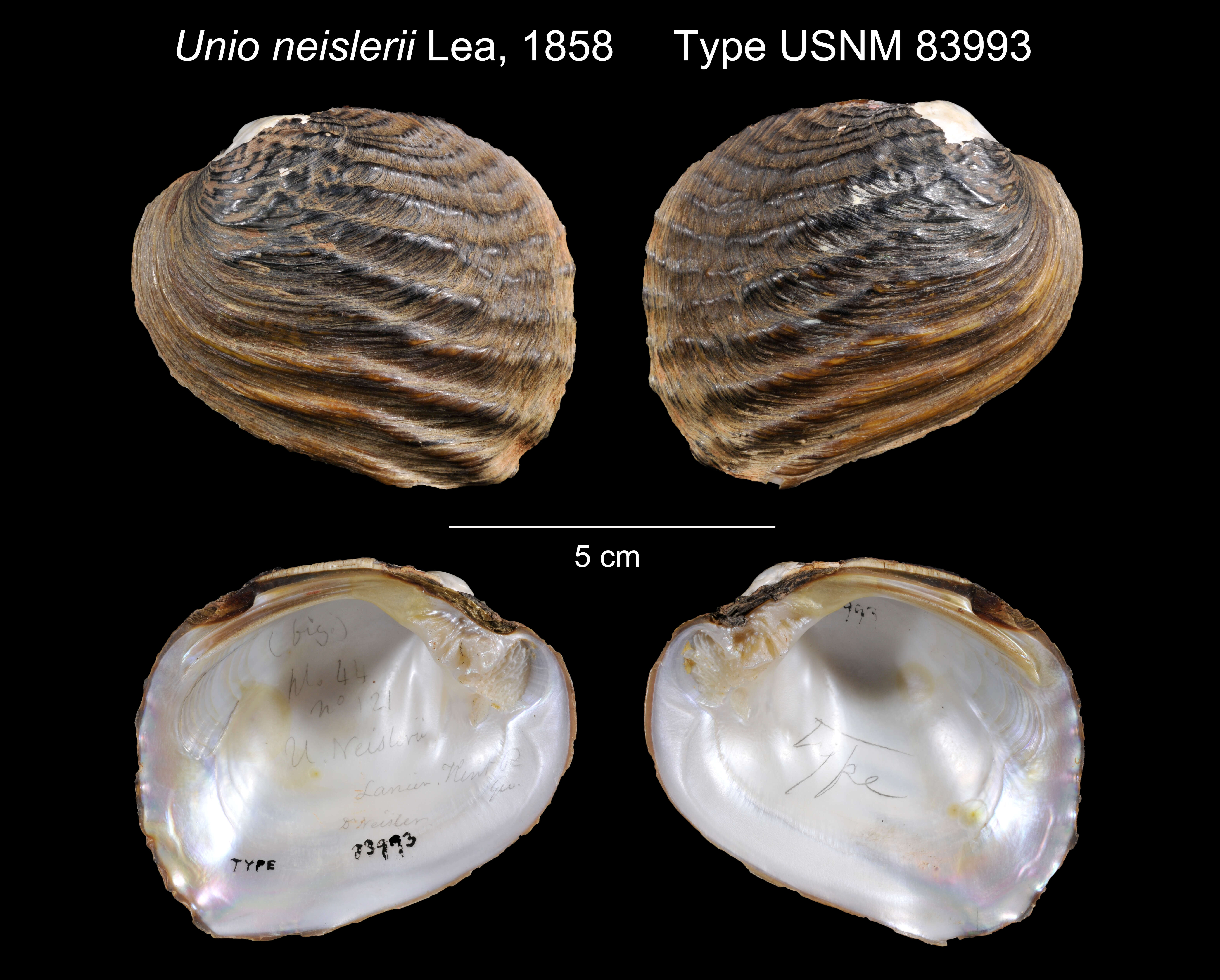 Image of Unio neislerii I. Lea 1858