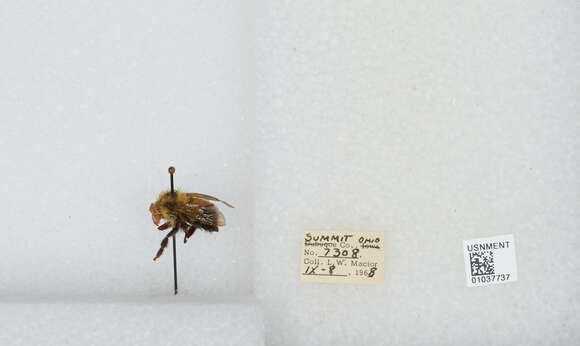 Image of Bombus vagans vagans Smith 1854