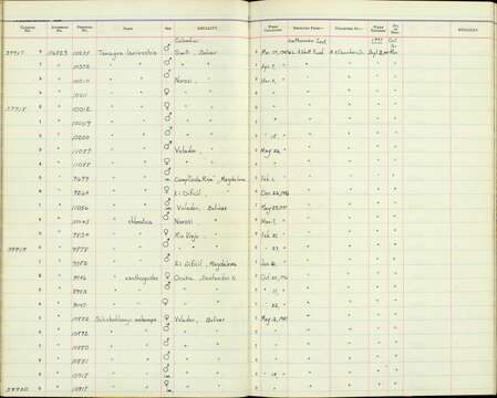 Schistochlamys melanopis aterrima Todd 1912的圖片