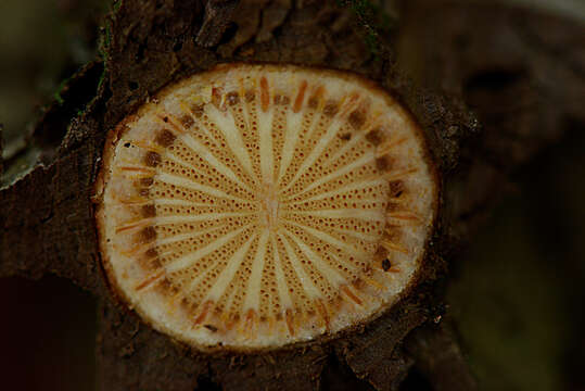 Image of Florida dutchman's pipe