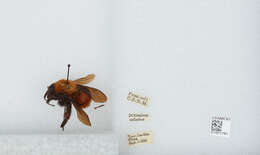 Image of Bombus atripes Smith 1852