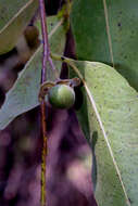 Image of Diospyros dalyom B. Walln.