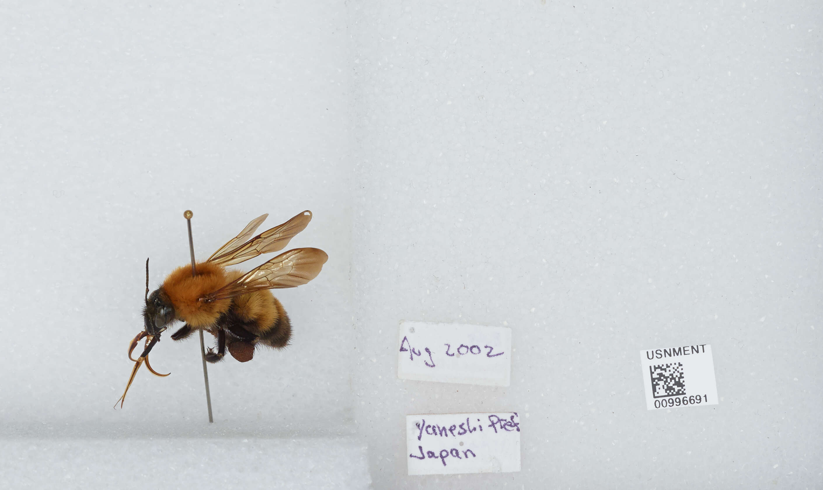 Image of Bombus diversus Smith 1869