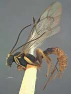 Image de Acropimpla facinotata Baltazar 1961