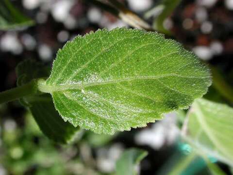 Image of Plakothira parviflora J. Florence