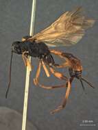 Image of Exetastes igneipennis Cushman 1937