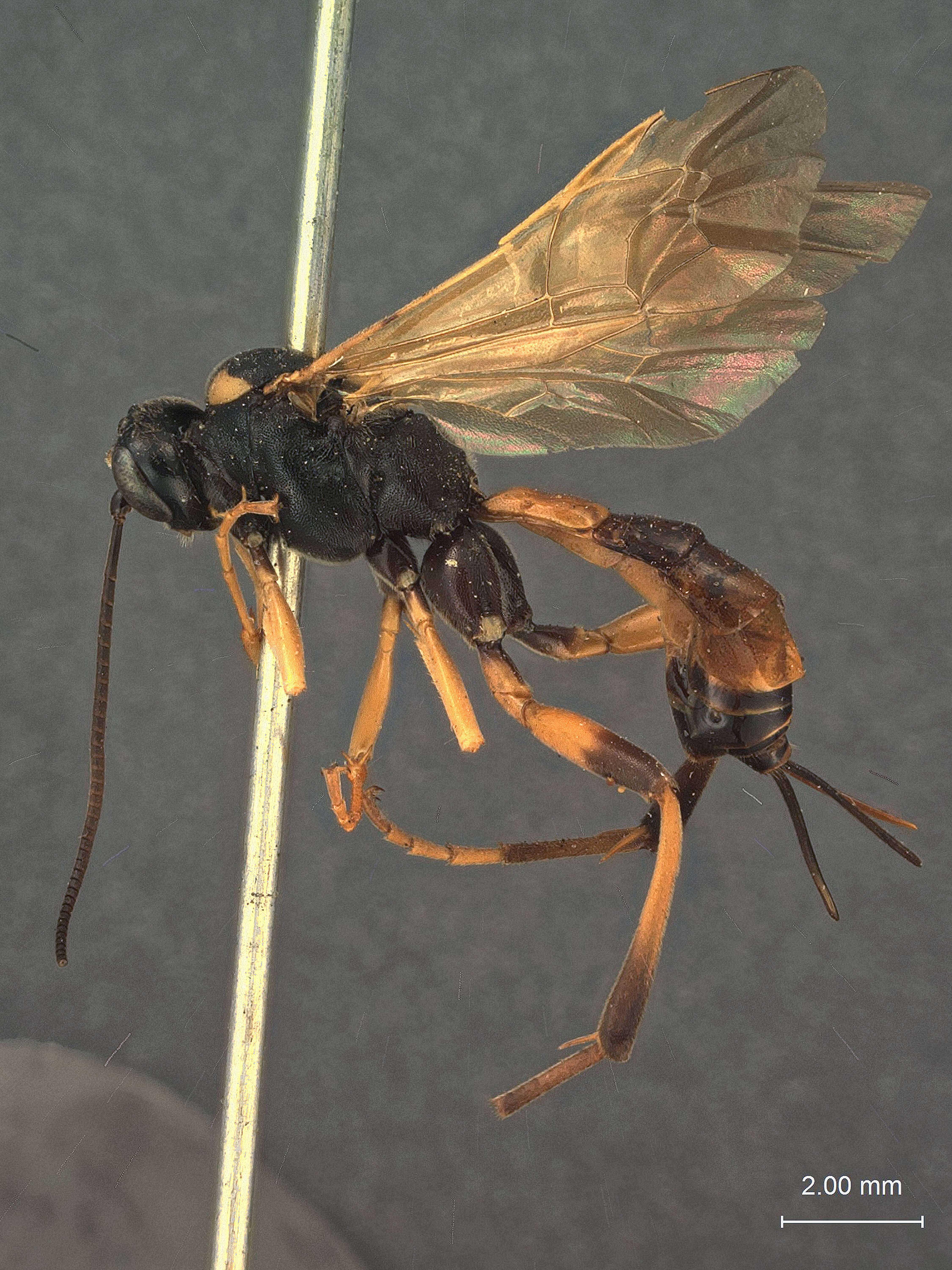 Image of Exetastes igneipennis Cushman 1937