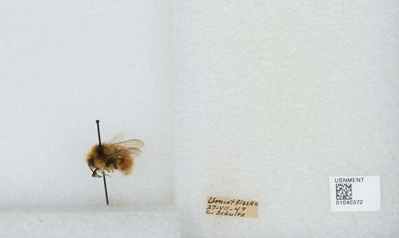 Image de Bombus sylvicola Kirby 1837