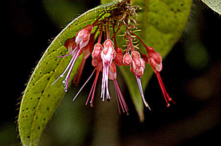 Image of Pigeon-Berry