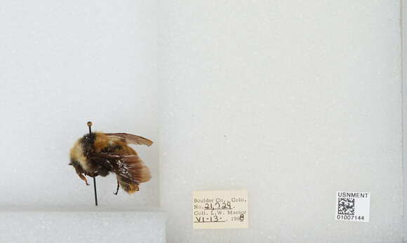 Слика од Bombus appositus Cresson 1879