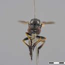 صورة Rhabdogaster Loew 1857